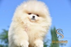 Pomeranian Boo tata