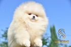 Pomeranian Boo tata
