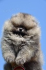 Pomeranian Boo tata