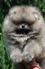 Pomeranian Boo tata