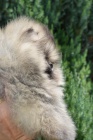 Pomeranian Boo tata