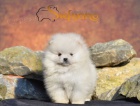 Pomeranian BOO tata