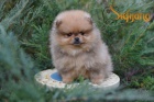Pomeranian BOO tata