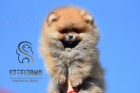 Pomeranian BOO tata