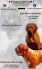 Dogue de Bordeaux Bordeauxsk doga tata