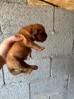 Dogue de Bordeaux Bordeauxsk doga tata