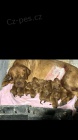 Dogue de Bordeaux Bordeauxsk doga tata