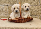 Nabdka tat labradorskho retrievera