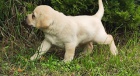 Nabdka tat labradorskho retrievera