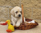 Nabdka tat labradorskho retrievera