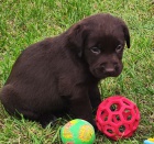 Nab�dka �t�n�te hn�d�ho labradorsk�ho retrievera