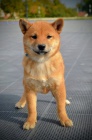 Shiba Inu tata