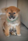 Shiba Inu tata