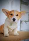 Welsh Corgi Pembroke  Krsn tata
