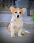 Welsh Corgi Pembroke  Krsn tata
