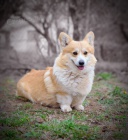 Welsh Corgi Pembroke  Krsn tata