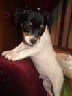 jack russell terira.