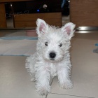 �t��ata West Highland White Terriers