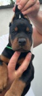 DOBERMAN tata na prodej