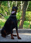 DOBERMAN tata na prodej