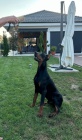 DOBERMAN tata na prodej