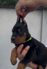 DOBERMAN tata na prodej