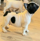 Francouzsk buldoek  krsn tata