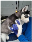 Sibisk husky