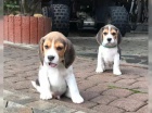 Bgl/t beagle