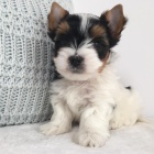 Biewer Jorkrsk terir bez PP