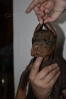DOBERMAN tata na prodej