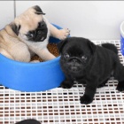 Prod�v�m mopsl�ky