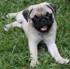 Mopslk s prkazem pvodu