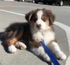 �t��ata border kolie