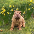 tata okovan shar-pei.