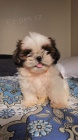 tata SHIH TZU