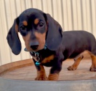 Prodm ndhern ttka jezevk.