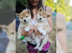  tata Shiba-Inu s PP FCI - odbr na Vnoce