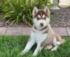 istokrevn tata sibiskho huskyho