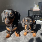 trpasli tata jezevka hladkosrstho