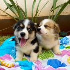 tata Pembroke Welsh Corgi