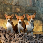Basenji