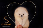 Pomeranian BOO �t��ata