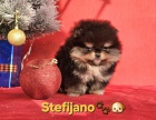 Pomeranian Boo � �t��ata CHOCOLATE & TAN | NOVINKA