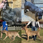 Cane Corso �t��ata