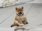 �t��ata Shiba Inu hledaj� nov� domovy