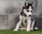 Sibi�sk� husky �t��ata na prodej~