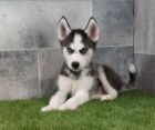 Sibi�sk� husky �t��ata na prodej~