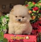Pomeranian BOO �t��ata
