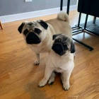 Mopsl�k, Pug